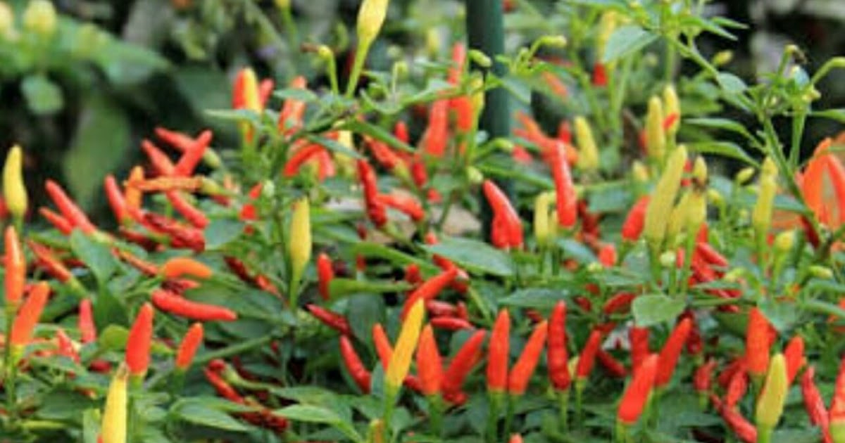 cara panen cabe keriting