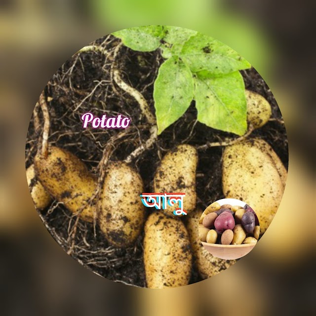 আলুর উপকারিতা / Benefit of potato