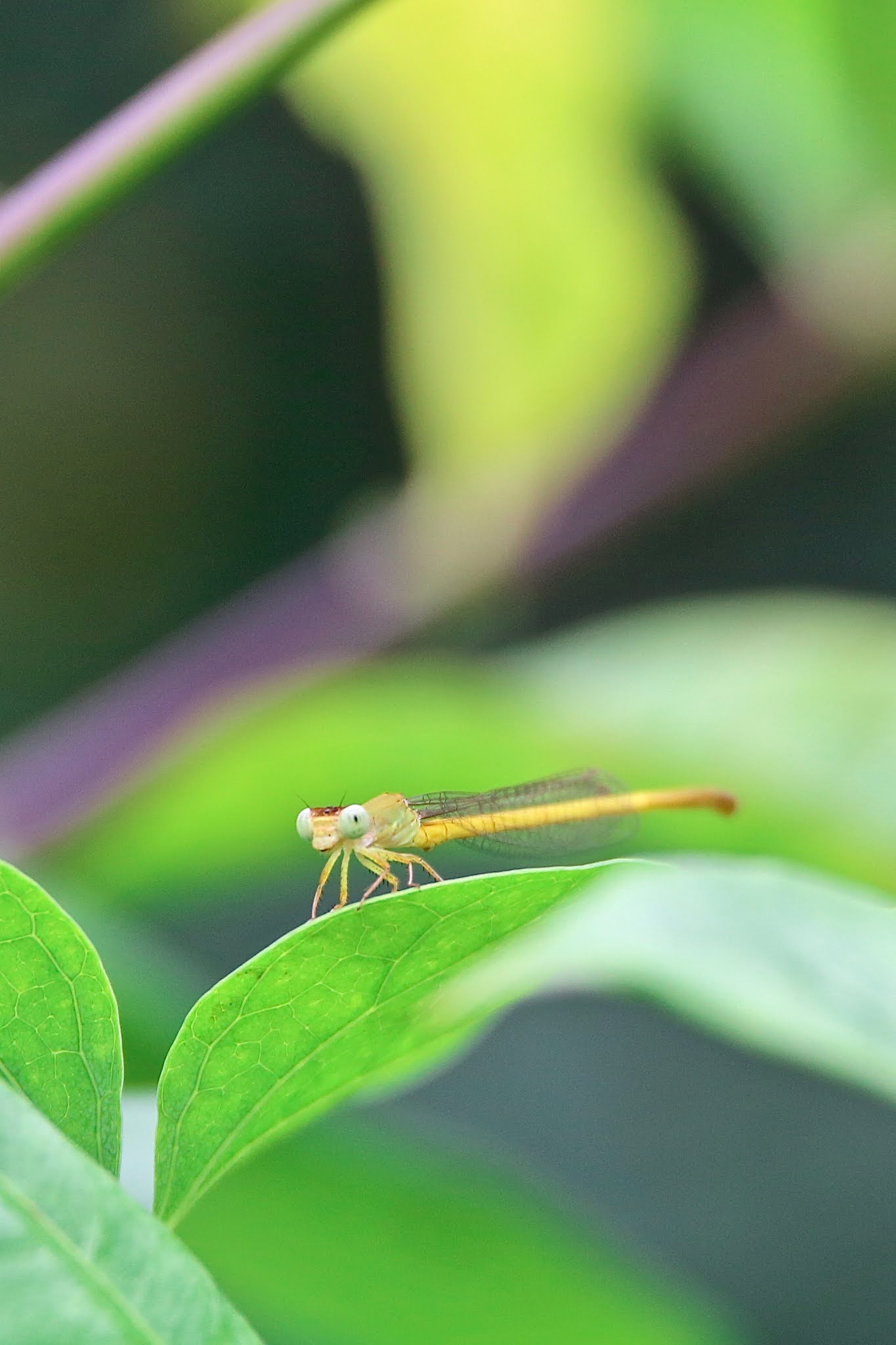 Yellow Waxtail Damselfly dragonfly high resolution free