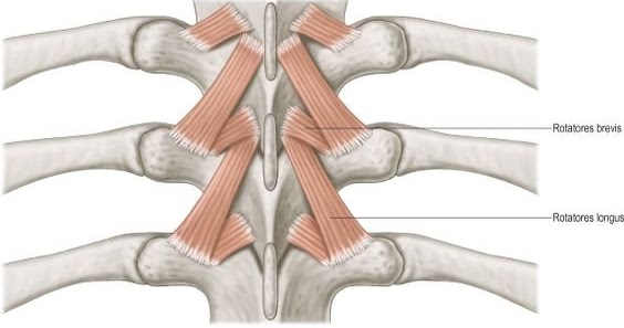 ROTATORES | Muscles Information