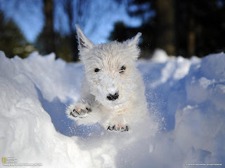 Winter Snow dog in ice photo