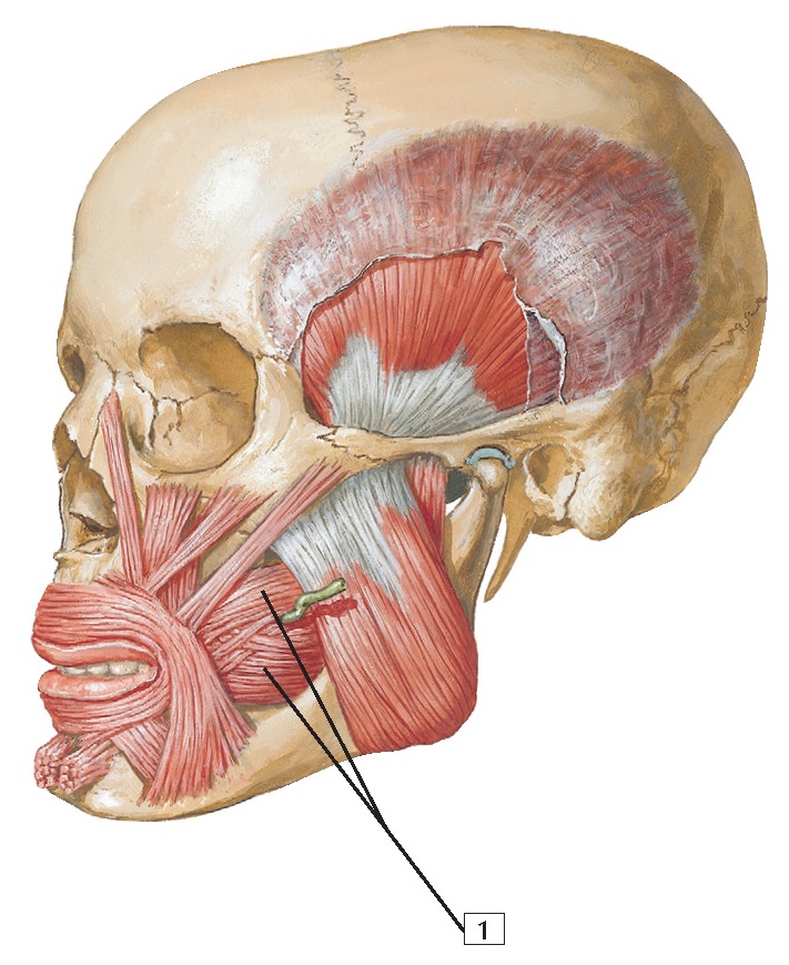 Buccinator muscle Anatomy wikitomy
