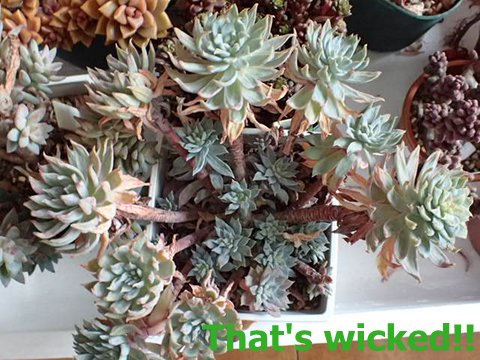 That S Wicked 13日まで外管理多肉の被害状況 その3