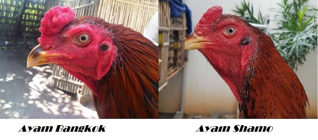 View Kepala Ayam Mematikan Pics
