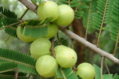 Benefit organic Indian gooseberry