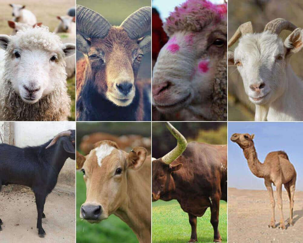 Labbaik Hajj And Umrah The Story Of EidulAdha History Of EidulAdha