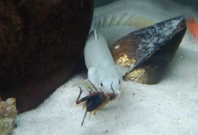 Makanan Palmas Senegalus Makanan Palmas Senegalus