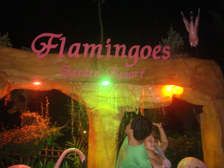 flamingo garden resort flamingo garden resort