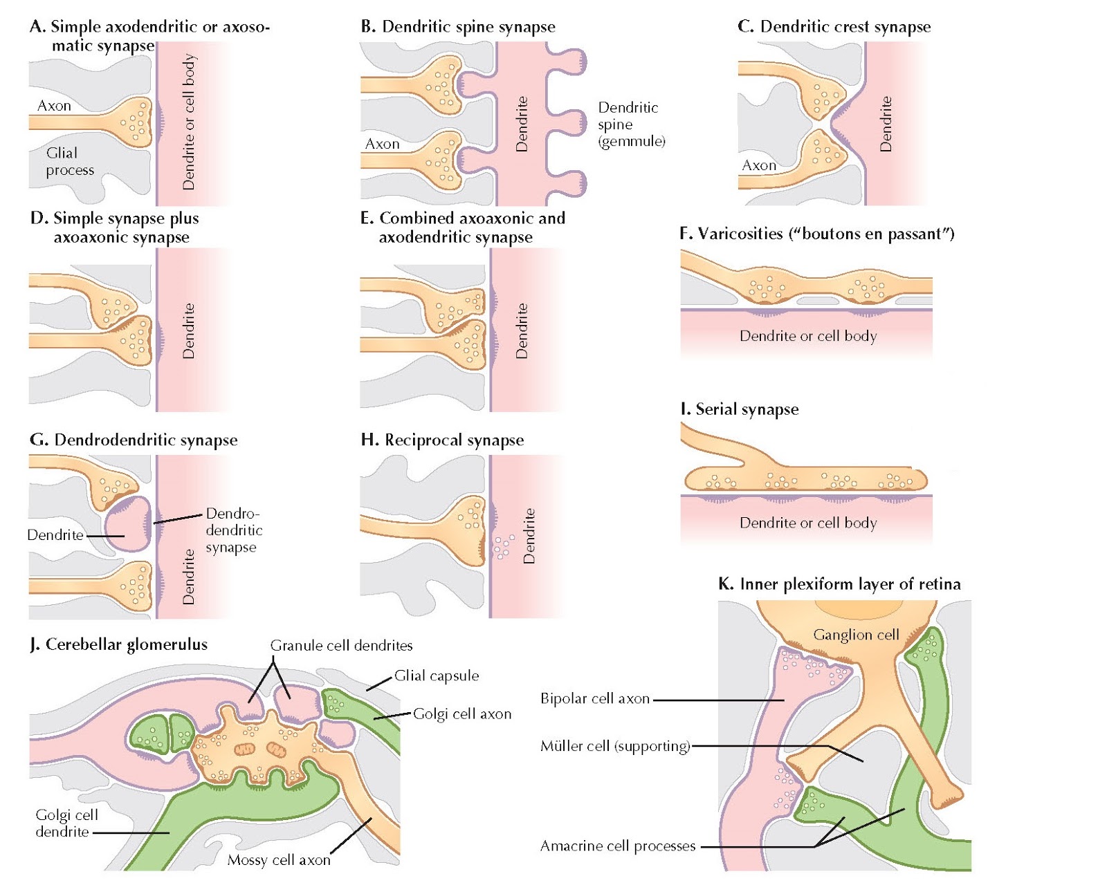 How Do Neurons Communicate With Other Cells Example