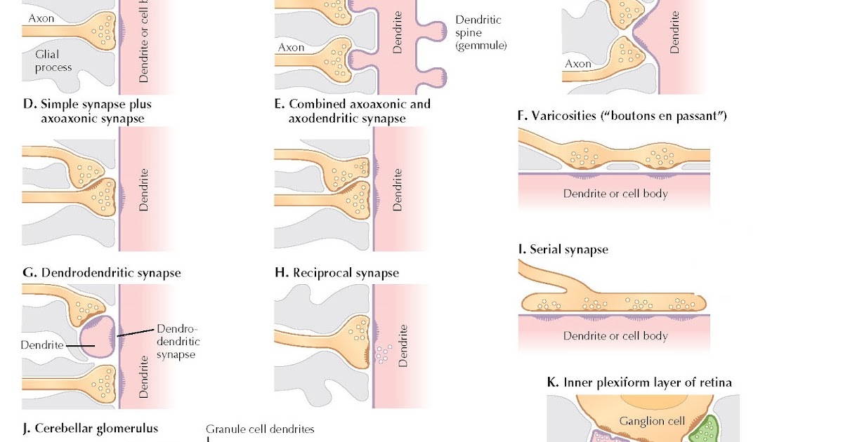Pharmacological Blog Neurotransmission At Adrenergic Neurons