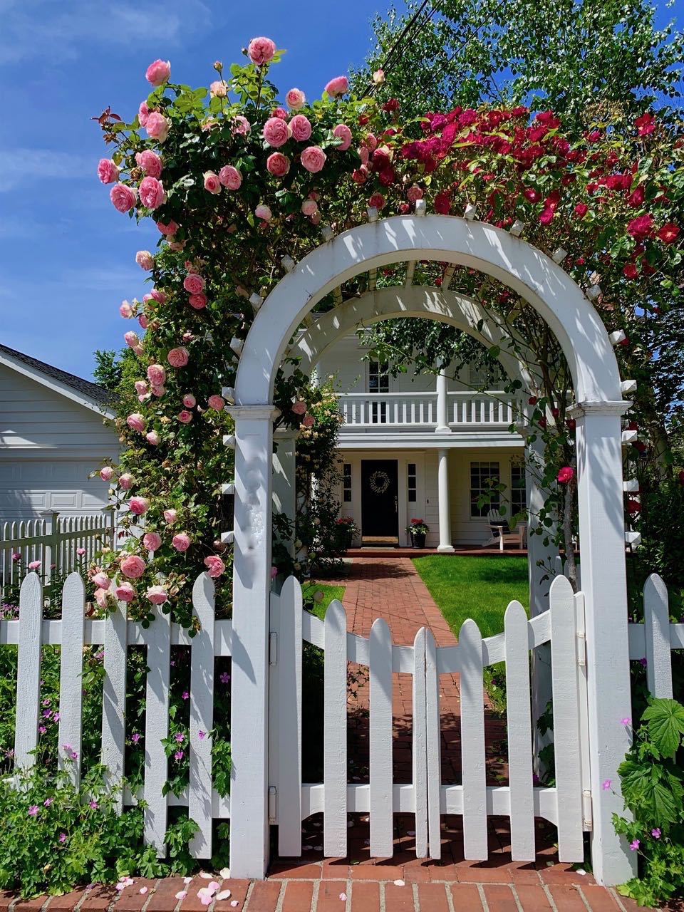 Shoreline Area News Photo Rose covered trellis