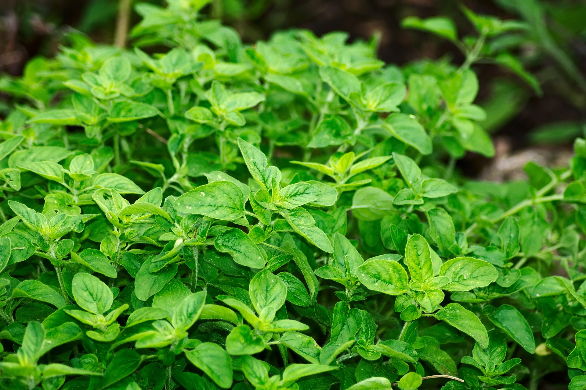 Oregano Plants (Oregano Herbs) bubfashion plus