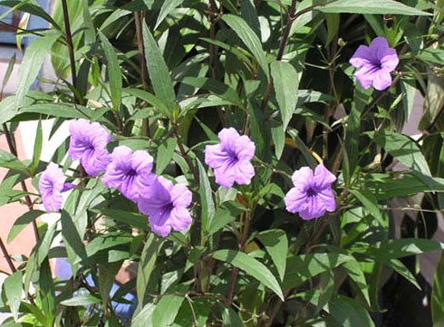 Ruellia brittoniana 