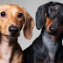 12 Reasons Why Your Dachshund Stares at You