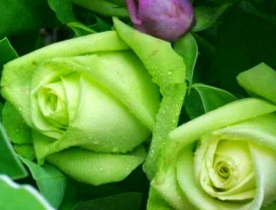 Flores y Frases : Rosas Verdes [Luzia Couto]