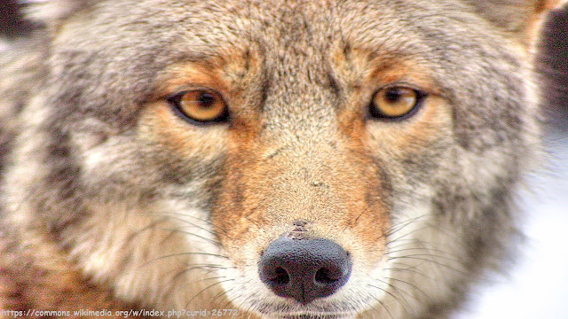 Coyotes Barking and Howling