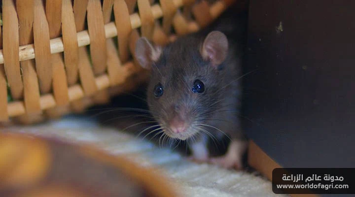 كيفية التخلص من الفئران في المنزل وحديقة المنزل واصطيادها ومنع دخولها مرة أخرى - عالم الزراعة