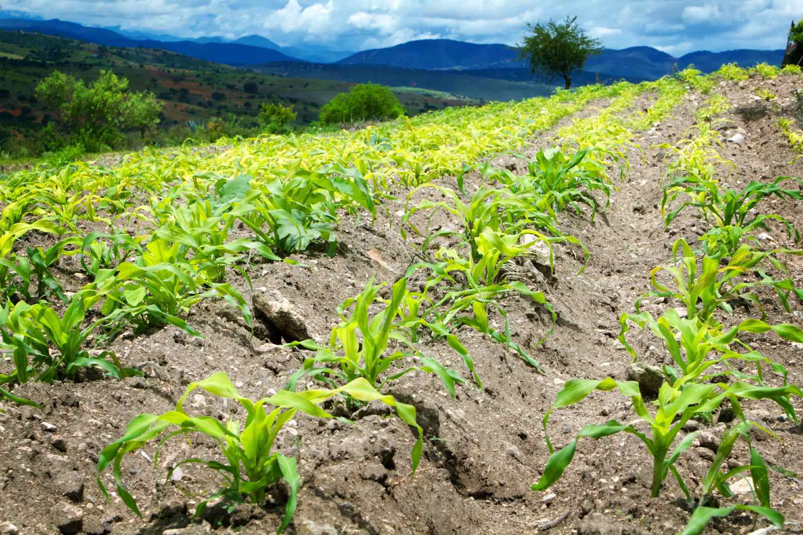 MILPA: From Seed to Salsa : 