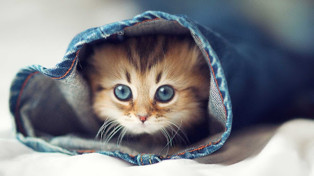 cat wallpaper hd