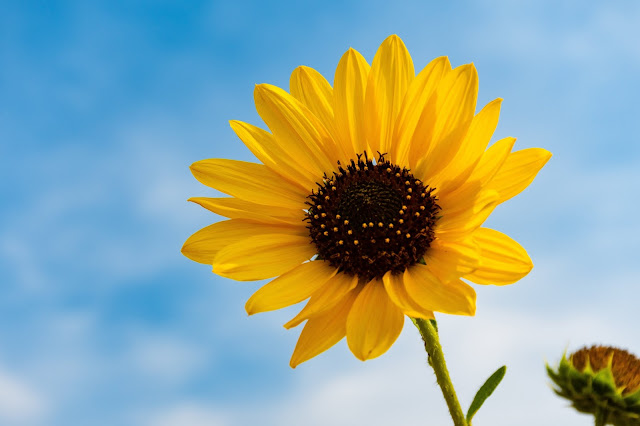 Sunflower Wallpapers in 4K - Pics-Directory Sunflower Wallpapers in 4K - Pics Directory