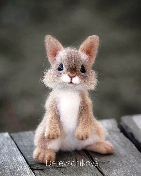 ΚΟΥΝΕΛΙΑ - ΛΑΓΟΙ photos - wallpapers (ανανεωμένο) | the fun bank