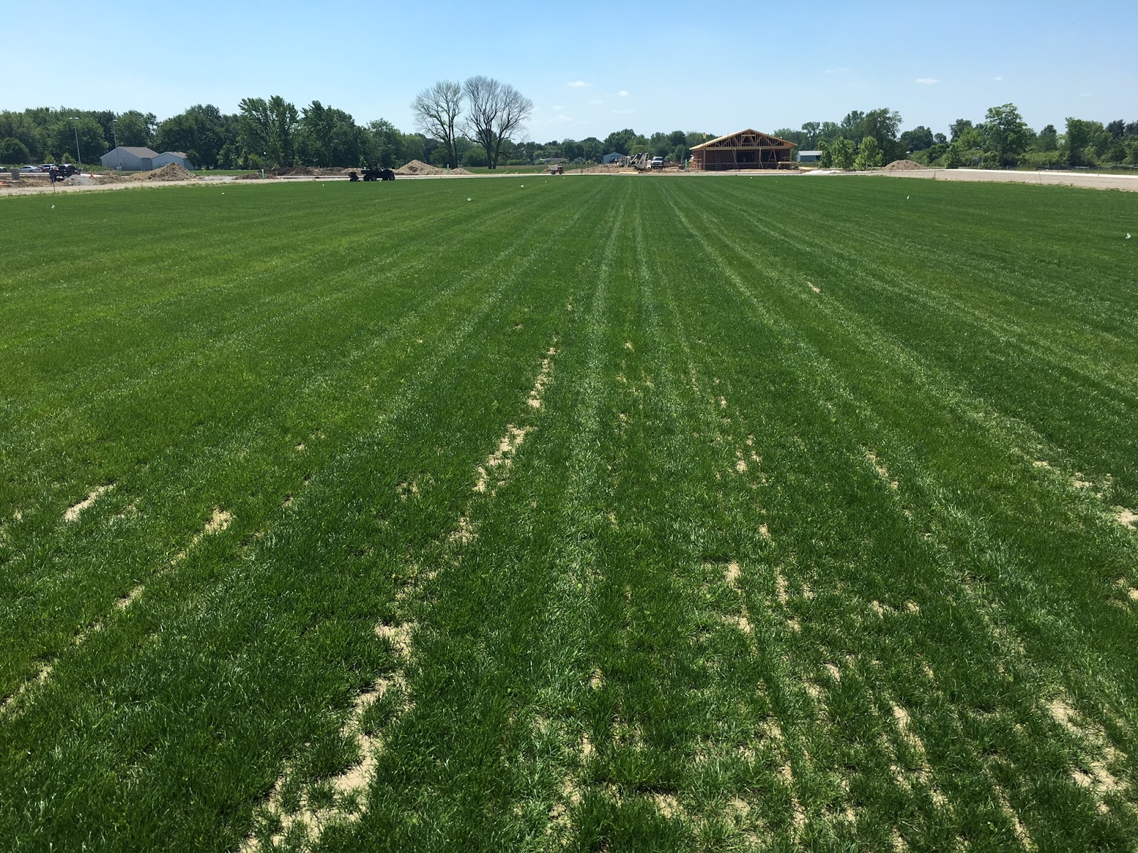 Smart Turf Tall Fescue v Barenbrug HGT Bluegrass A Tale of Two Fields