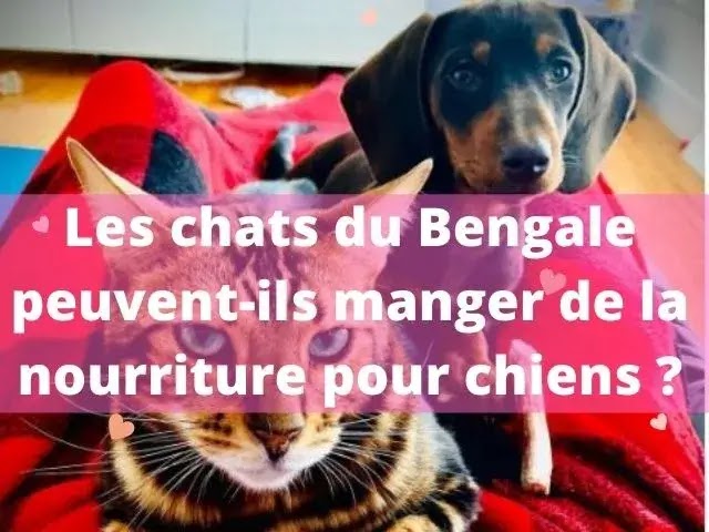 chat du bengal