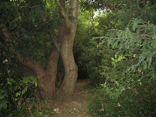 Trees surrounded by nature in a local woodland