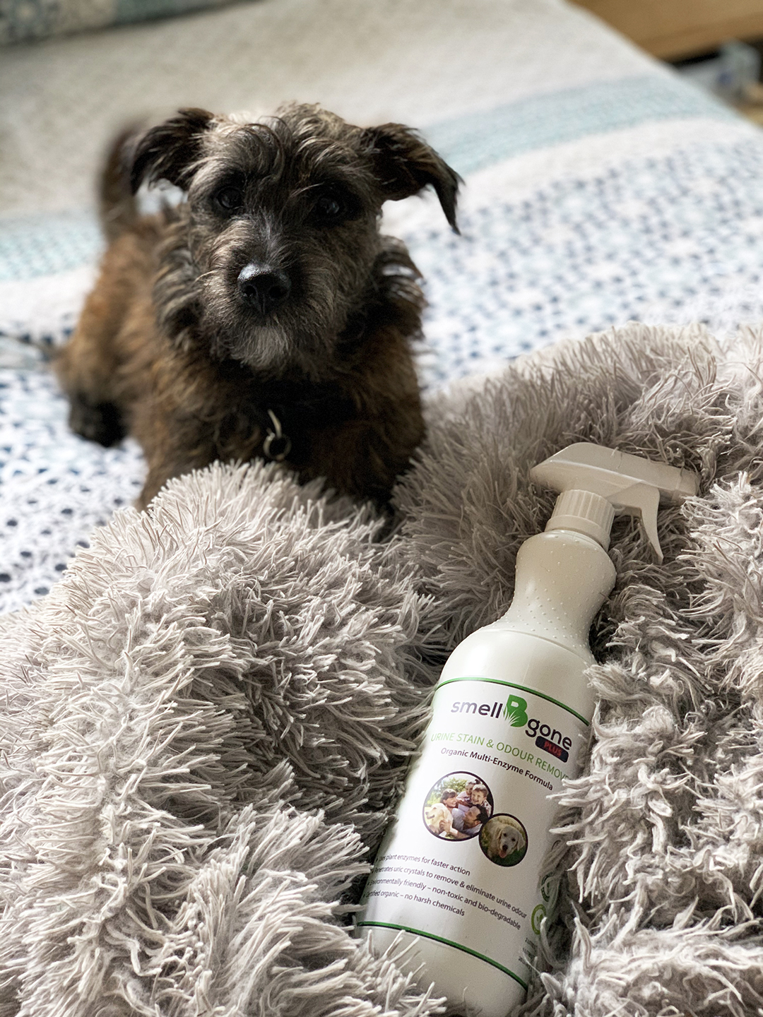 15 Sustainable Pet Brands for Dog Lovers Australian Dog Lover