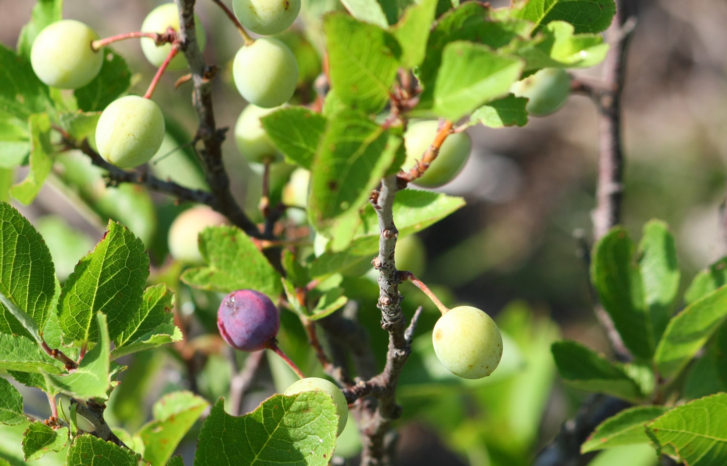 66 Square Feet (Plus) New York's beach plums