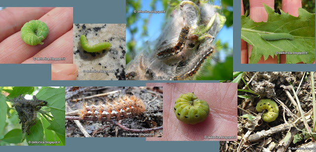 insetti uccelli mammiferi dittamo orchidee flora e fauna selvatica alla fattoria didattica dell'ortica in Appennino a Valsamoggia vicino Zocca