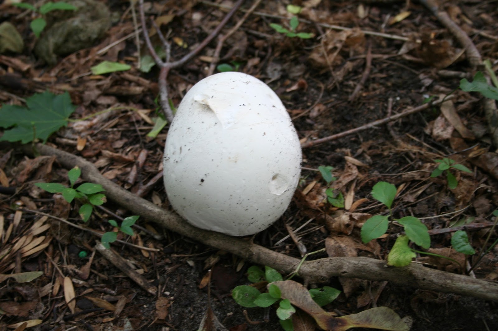 You have to cook it right: Puffball Mushrooms