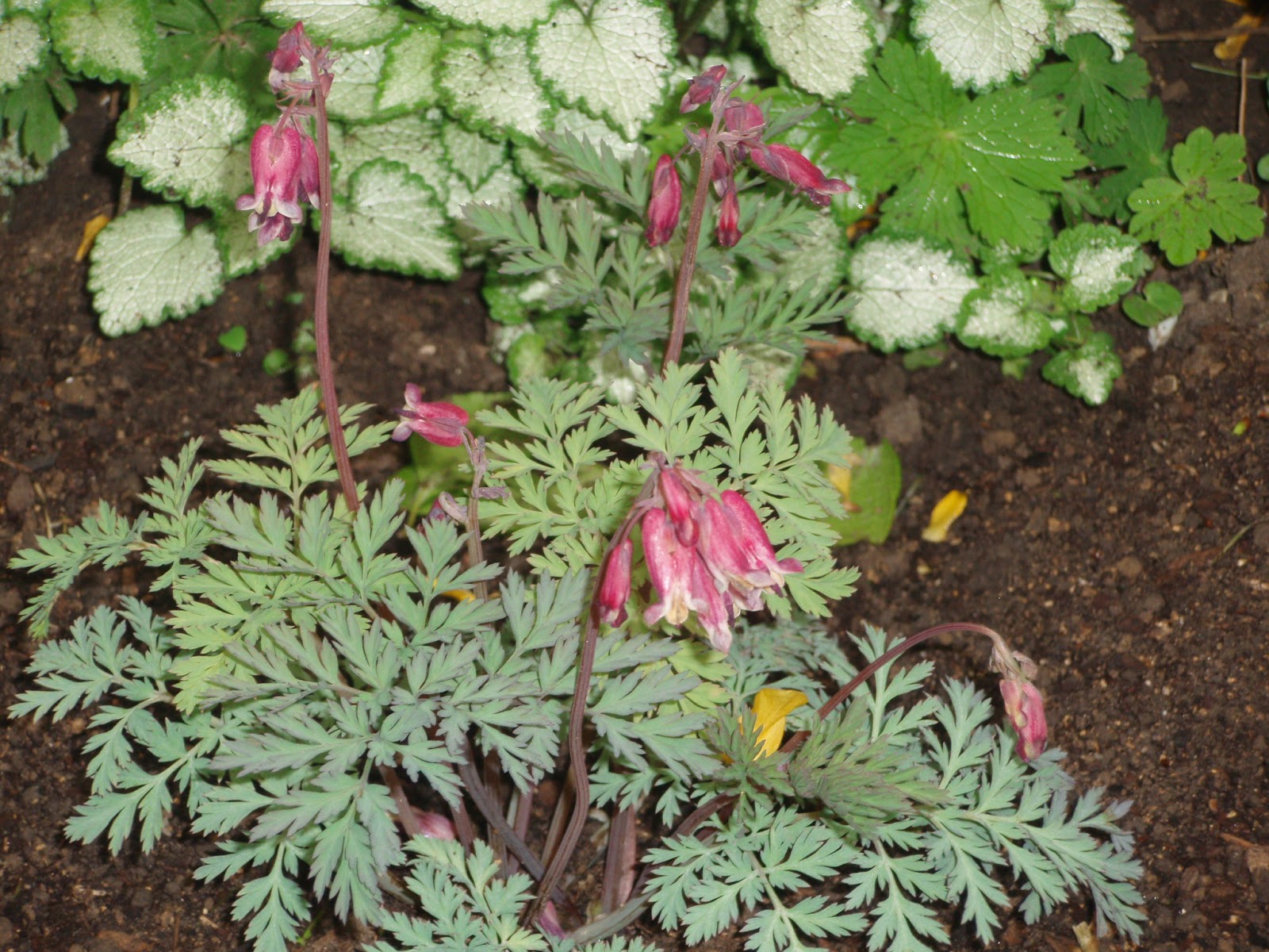 Le Jardin de la Salamandre Dicentra 'Stuart Boothman'