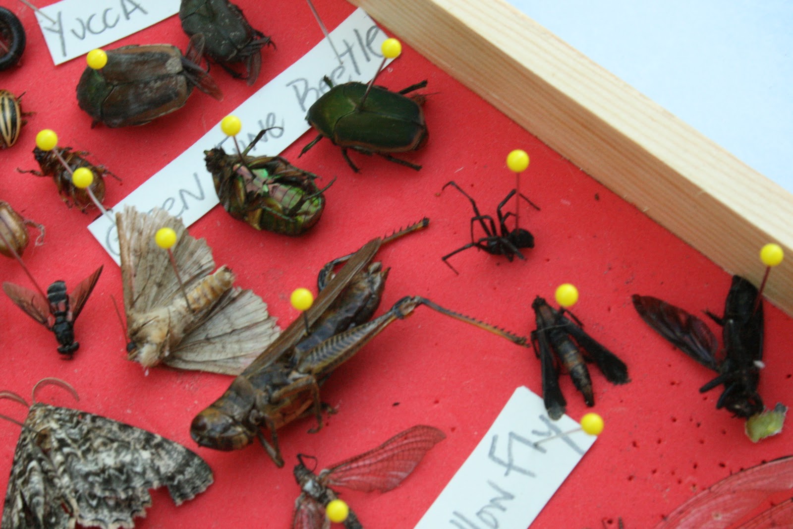 Bug Collection | Holding the World in a Paper Cup