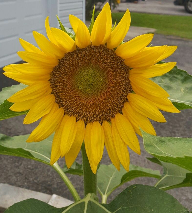 Cross Stitch Inspiration By Cindy DeRosa Hosting a cross stitch