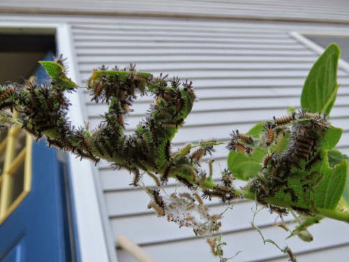 milkweed tussock caterpillar