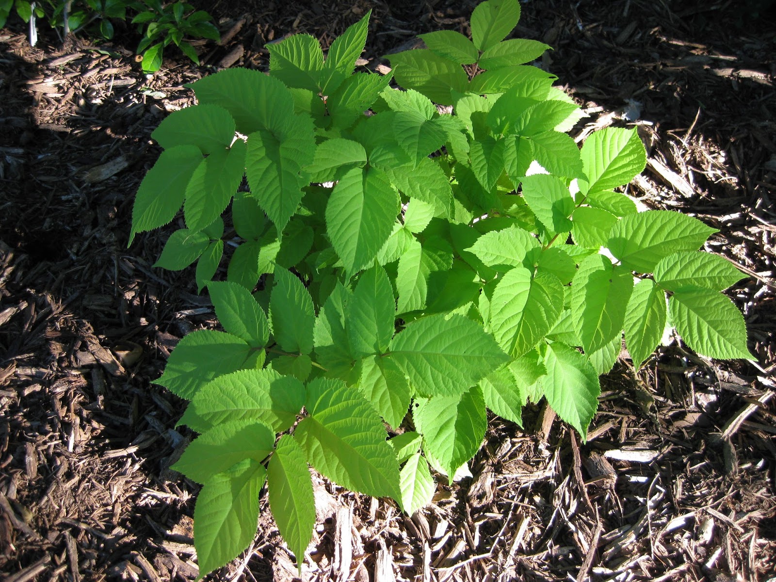 Astrid S Garden Design Diary April 10 2012 Oakleaf Hydrangea