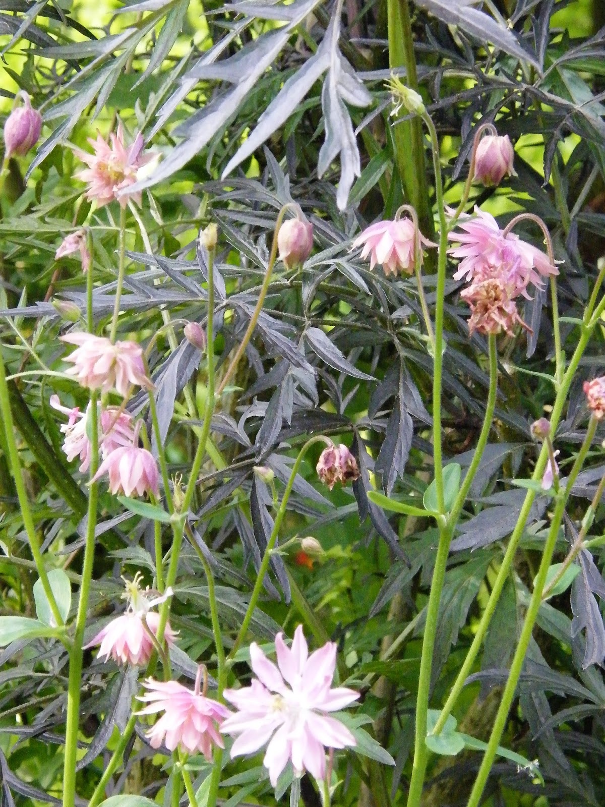 9 Meilleures Images Du Tableau Plantes Rouges Plantes Rouges