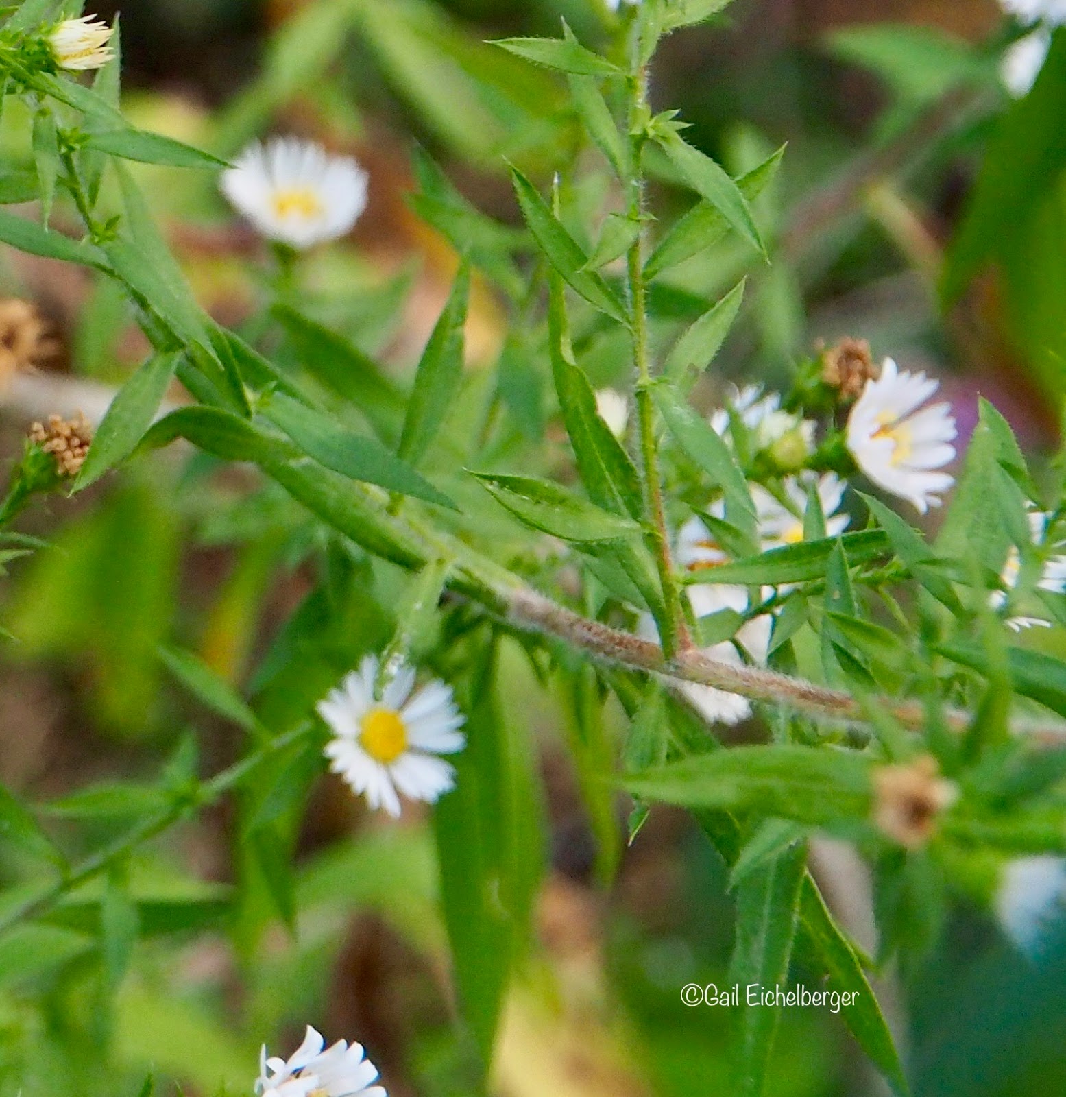 clay and limestone Wildflower Wednesday Frost Aster's moment in the sun