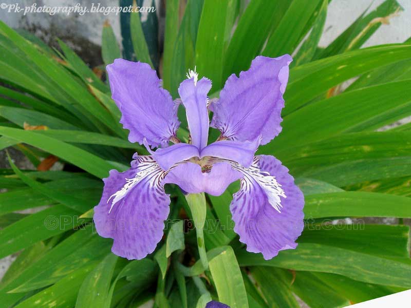 Blue Iris Flower Nature, Cultural, and Travel Photography Blog