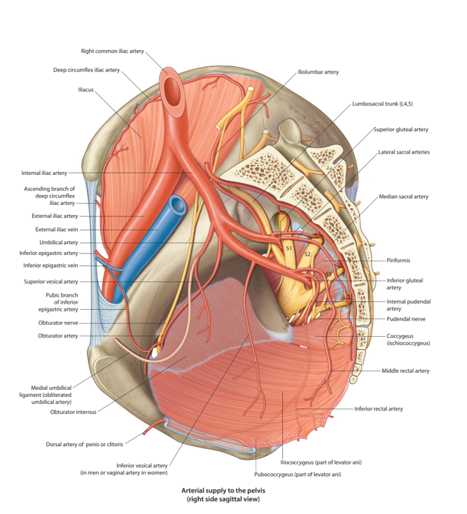 Internal Iliac Artery