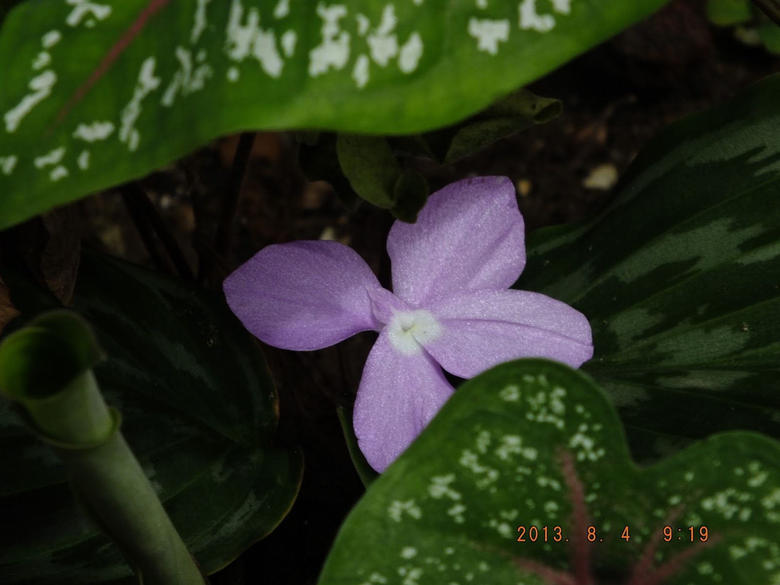 Photography with Dr. Ernie. Small violet flowers with broad leaves