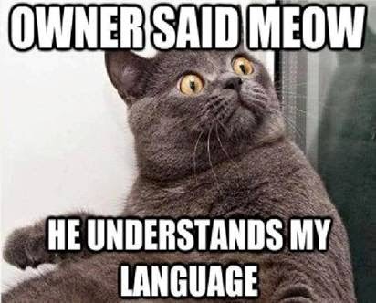 Owner said meow he understands my language. Surprised cat meme