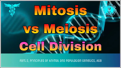 Mitosis vs Meiosis Cell Division