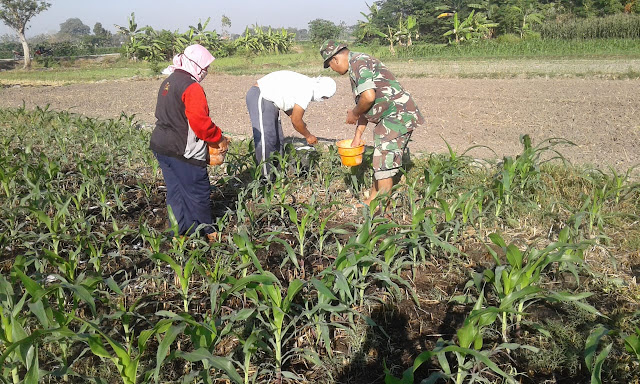 Babinsa Ceper Dampingi Petani Merawat Tanaman Jagung