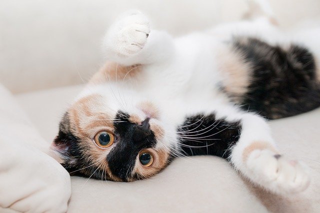 Kucing Mix Dome Pengertian Dan Ciri Cirinya Lengkap Harus Tau Situs Informasi Terlengkap