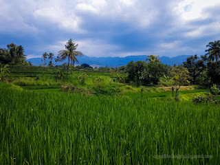 Green Scenery Countryside Rice Fields Of Agricultural Land In The Sunny Cloudy Day At Ringdikit Village North Bali Indonesia