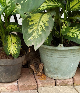 Berbagi makanan ke anak kucing yang tidur di sela-sela pot dekat rumah.