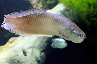Silver Arowana Tank Size Mates Silver Arowana Tank Size Mates