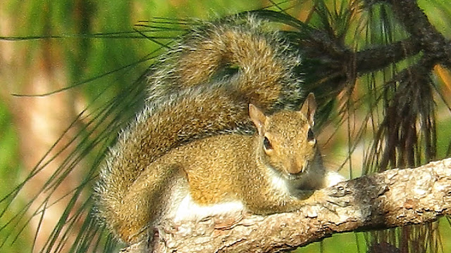 Gray Squirrel Tail Wagging and Scent Marking Communication